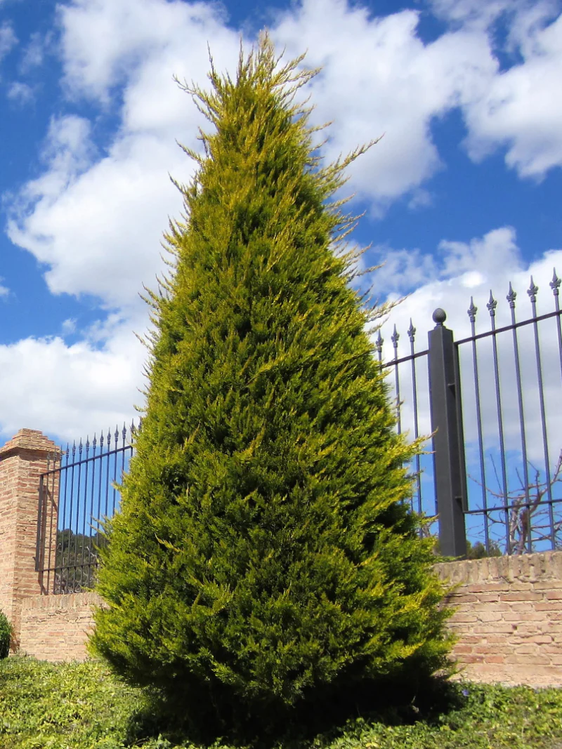 Leyland_cypress
